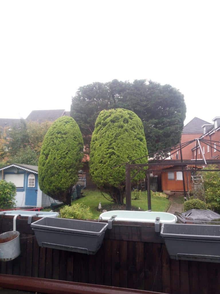 This is a photo of two tree in a garden that have just been trimmed. They have been sculpted by the operatives of EM Tree Surgery Portishead